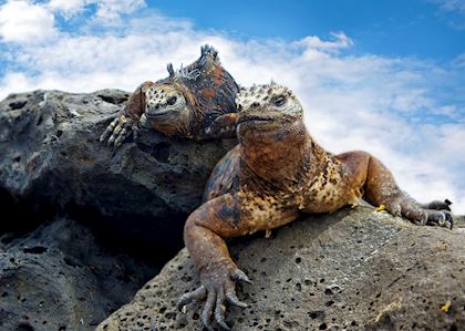 Land Iguanas, Galapagos