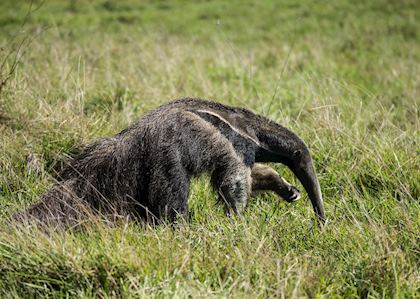 Giant Anteater in the Brazilian Pantanal