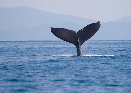 Humpback whale