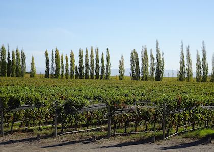Views of the vineyards at Andeluna Winery, Mendoza