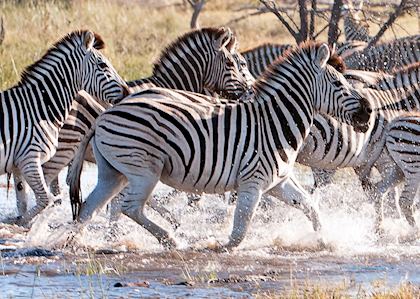 The zebra migration passes through Makgadikgadi Pans during the green season