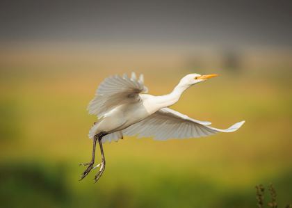 An egret takes flight in the Serengeti