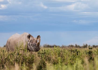 Black rhino in Etosha National Park