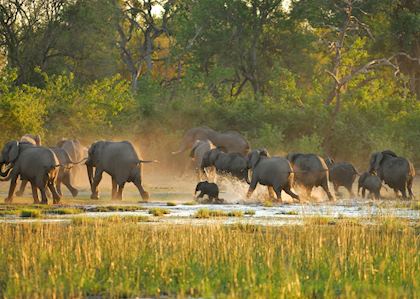 Elephant in the river, Botswana