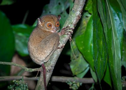 Tarsier in the Danum Valley