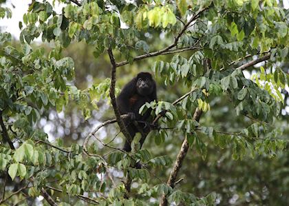 Howler monkey, Tortuguero National Park