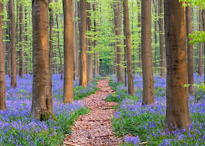 Hallerbos Forest, Belgium