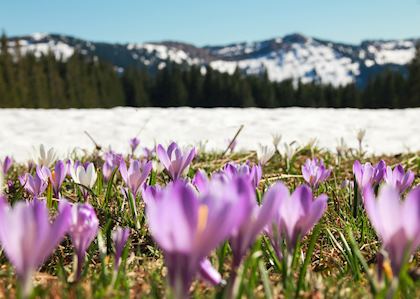 Purple crocuses blooming