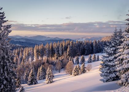 The Black Forest in winter