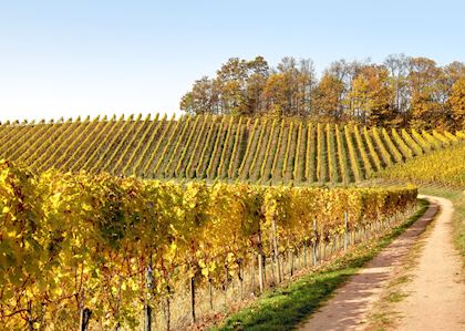 Vineyard at harvest, Rhine Valley