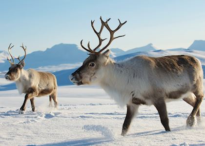 Reindeer in Norway