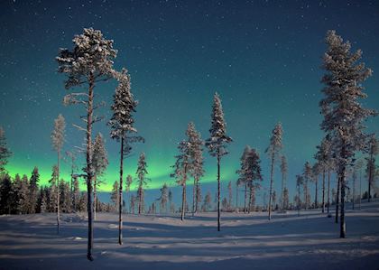 Frozen pine trees and the northern lights