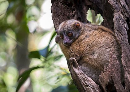 Sportive lemur, Nosy Be