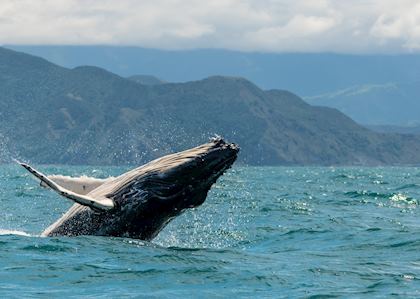 Humpback whale off Kaikoura