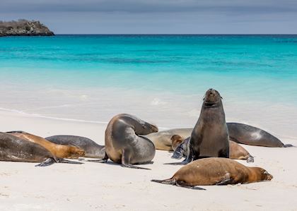 Sea lions on a beach in the Galapagos
