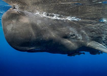 Sperm whale, Dominica