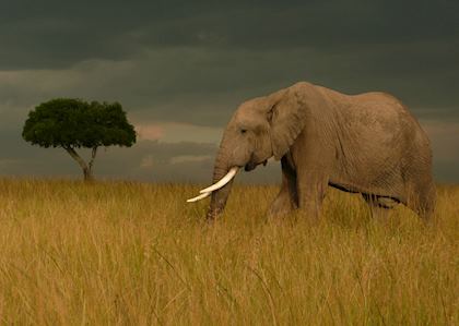 Elephant, Masai Mara