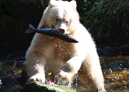 Kermode bear catching salmon, Princess Royal Island