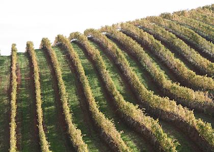 Vineyard near Stellenbosch