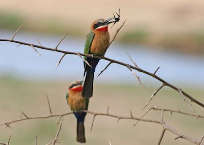 White-fronted bee eaters, Lower Zambezi National Park