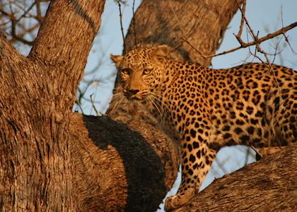 Leopard preparing for an evening hunt in South Luangwa