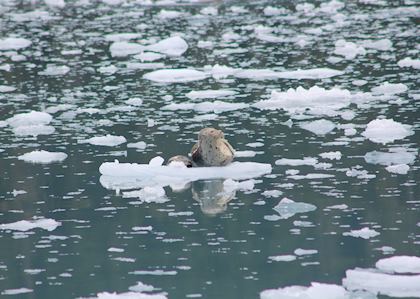 Seal resting on the ice, Meares Glacier