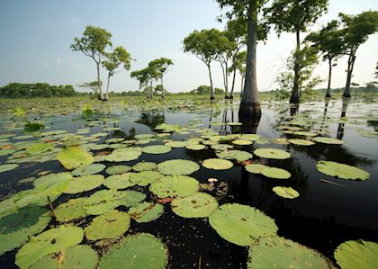 Louisiana Swamplands