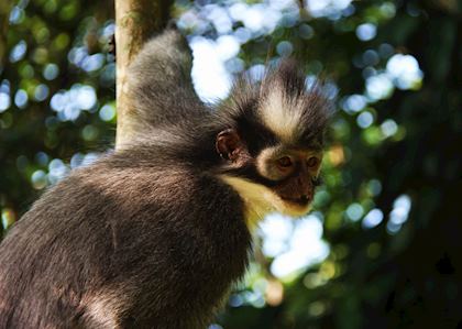 Male Thomas Leaf Monkey