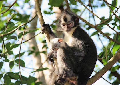 Thomas Leaf Monkeys