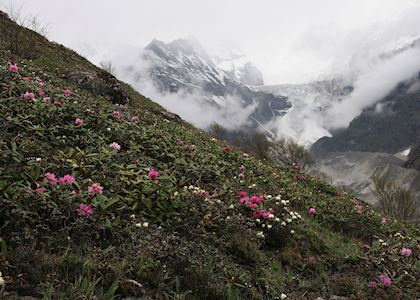 Rhododendrons in Bhutan