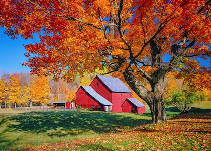 A typical Vermont red barn and maple tree