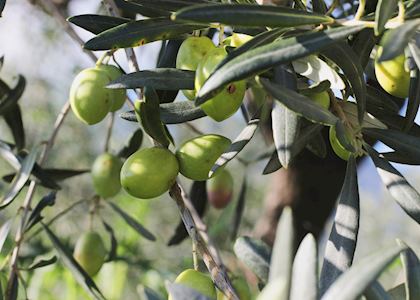 Green olives growing in Italy