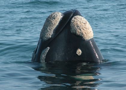 Southern Right Whale