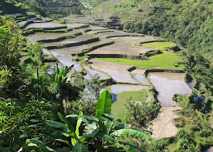 Rice terraces near Hapao, Ifugao Province, Luzon