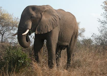 Bull elephant, Kruger National Park, South Africa