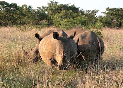 Rhino, Waterberg