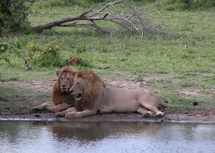 Lions, Greater Kruger Park