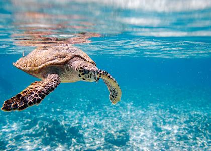 Hawksbill sea turtle