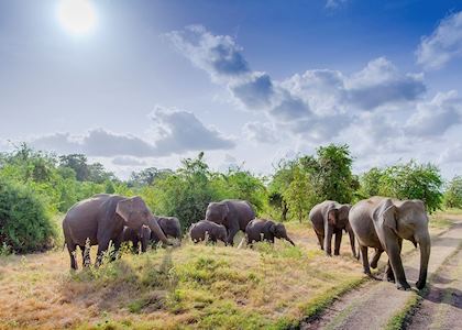 Elephants, Yala National Park