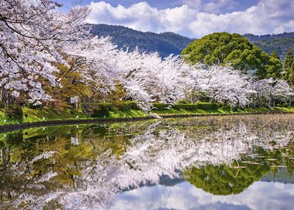 Cherry blossom in Kyoto