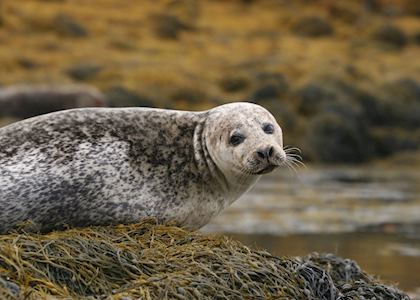 Harbour seal