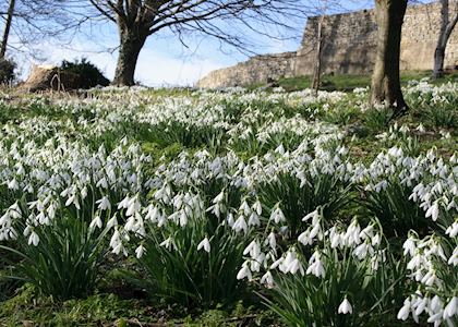 Flowers in February