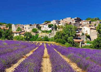 Lavender field, Provence