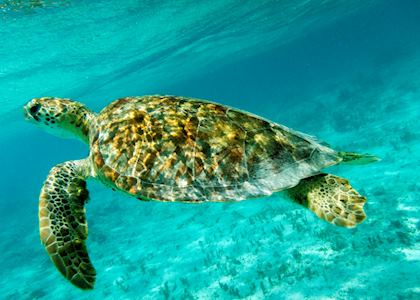 Green turtle, Tobago Cays, St Vincent & the Grenadines