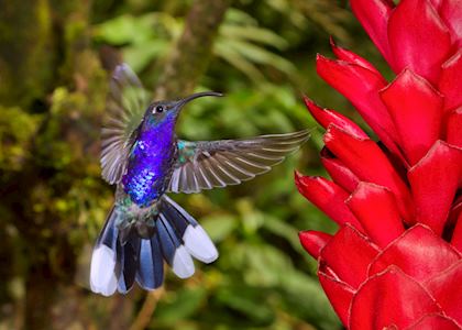 Hummingbird, Costa Rica