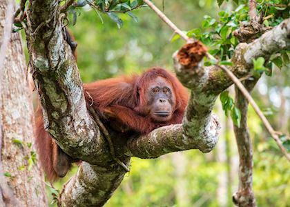 Orangutan, Kalimantan