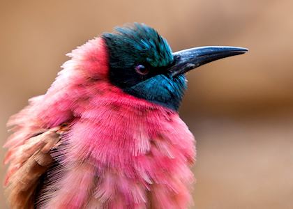 Vibrant colours of the Southern Carmine Bee-Eater