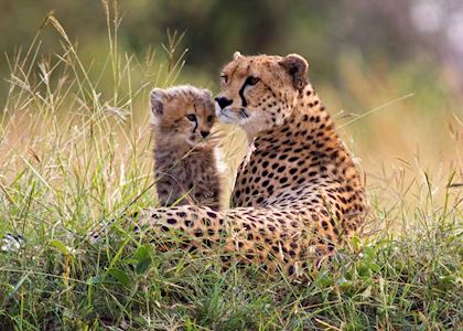 Mother and young cheetah