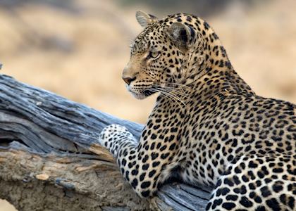 Leopard relaxing on a fallen tree