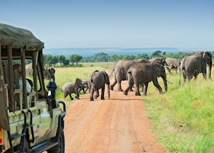 Elephant crossing, Masai Mara